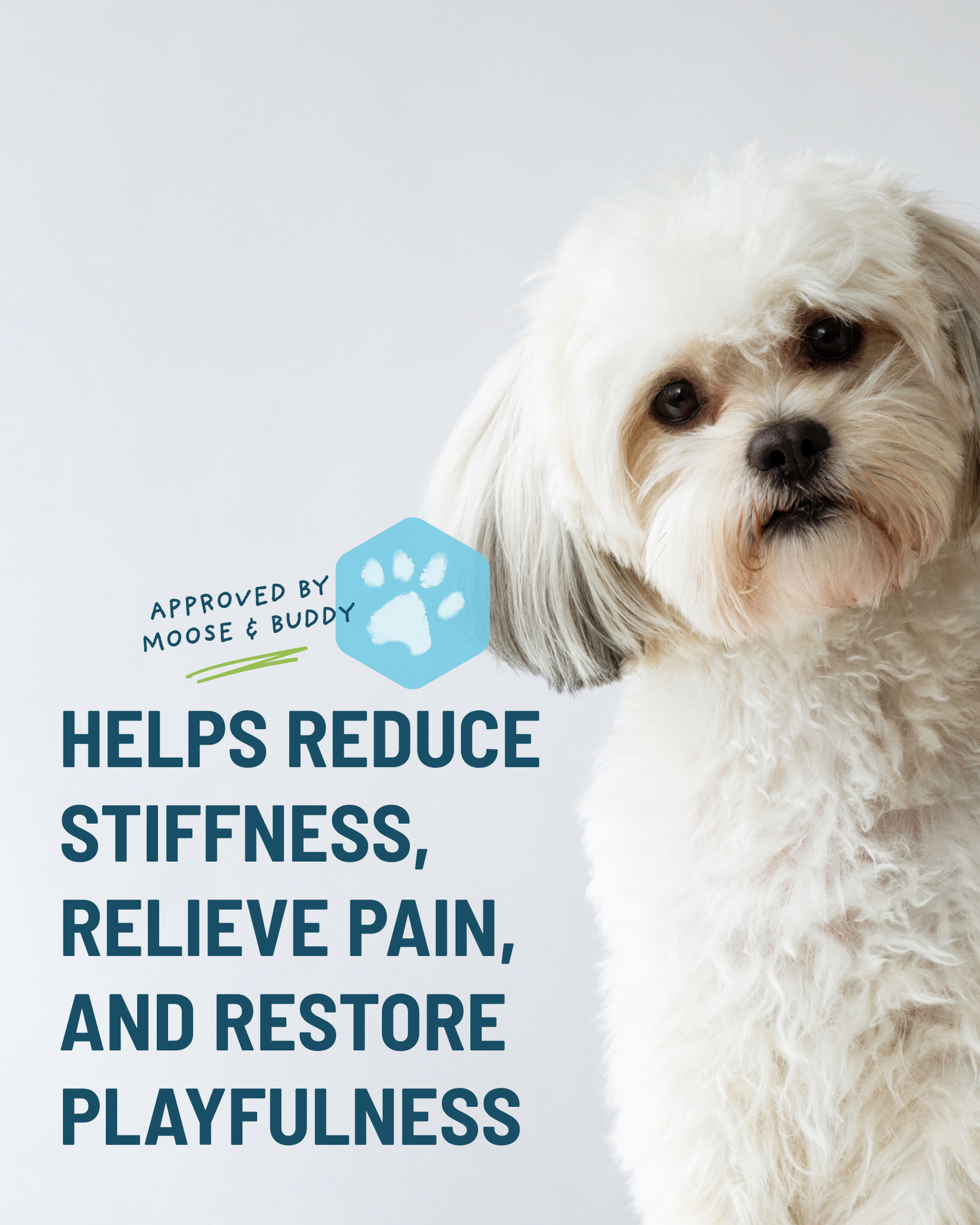 White dog with text about stiffness relief and playfulness on a light gray background
