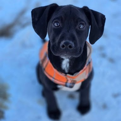 puppy