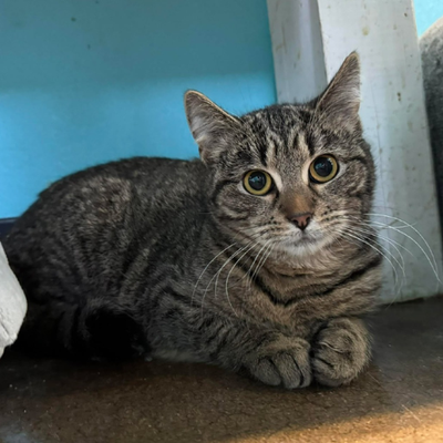 rescue cat