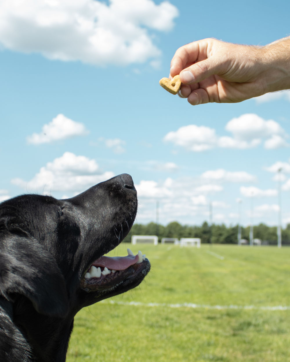 Calmpanion Happy Pet