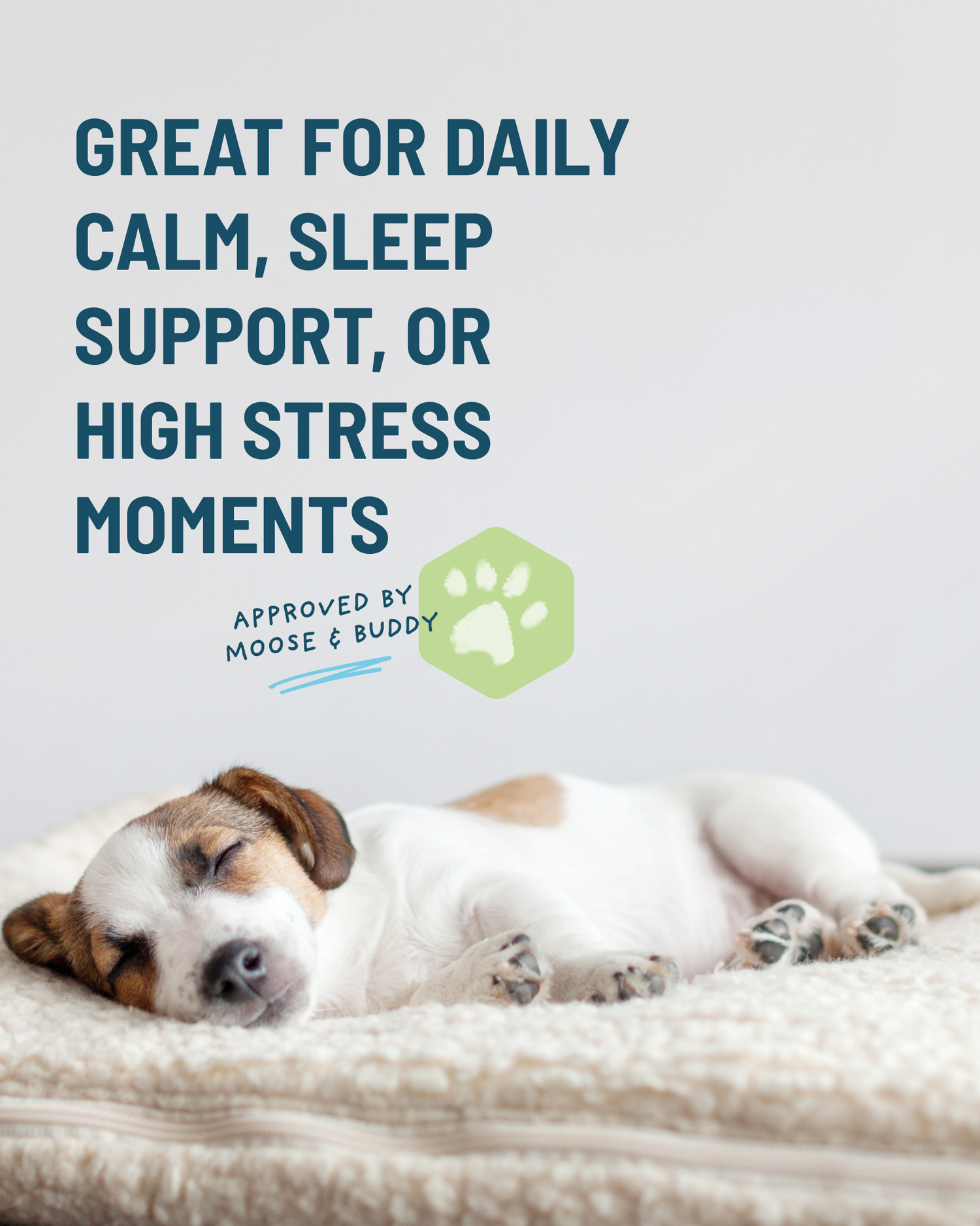 Dog lying on a blanket with text about stress relief and approval by Moose & Buddy.