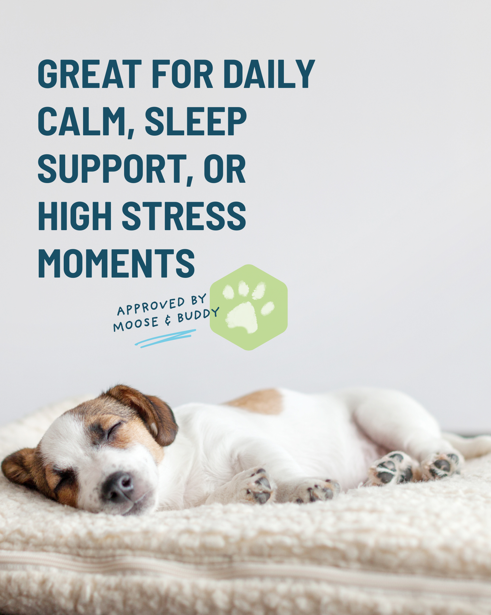 Dog lying on a blanket with text about stress relief and approval by Moose & Buddy.